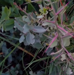 Gymnosporia buxifolia