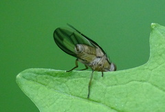 Peplomyza discoidea