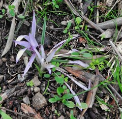 Colchicum atticum