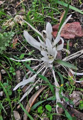Colchicum atticum