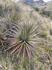 Puya clava-herculis