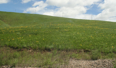 Hemerocallis minor