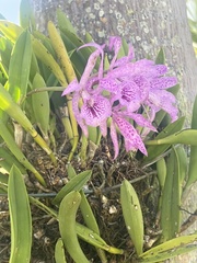 × Brassocattleya