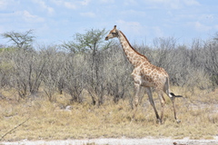 Giraffa camelopardalis angolensis