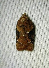 Acleris braunana