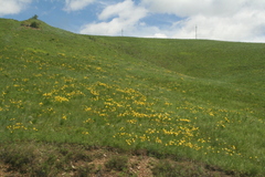 Hemerocallis minor