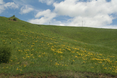 Hemerocallis minor