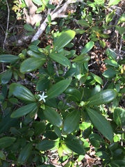 Psychotria cardiochlamys