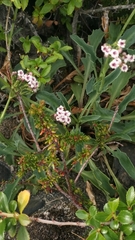 Valeriana carnosa