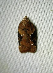 Acleris braunana