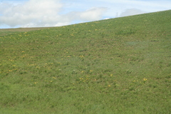 Hemerocallis minor