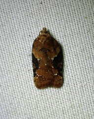 Acleris braunana