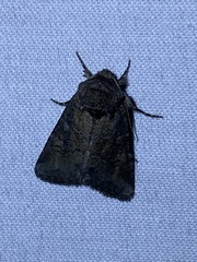 Lacinipolia meditata