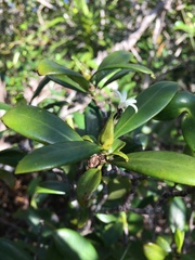 Psychotria cardiochlamys