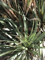 Dasylirion acrotrichum