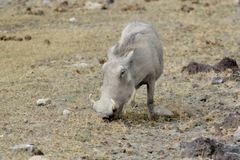 Phacochoerus africanus massaicus