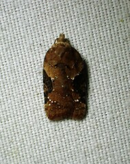 Acleris braunana
