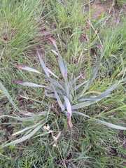 Bulbine narcissifolia