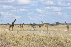 Giraffa camelopardalis angolensis