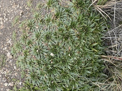 Plantago rigida