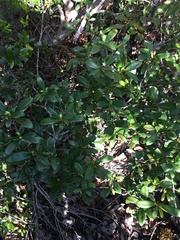 Psychotria cardiochlamys