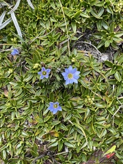 Gentiana sedifolia
