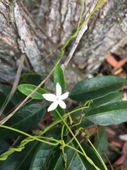 Psychotria coptosperma