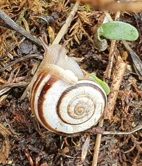 Xerolenta obvia