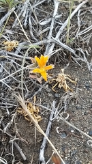 Alstroemeria patagonica