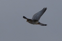 Falco tinnunculus tinnunculus