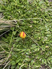 Gentianella hirculus