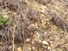 Xerolenta obvia
