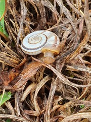 Xerolenta obvia