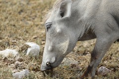 Phacochoerus africanus massaicus