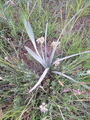 Aloe verecunda