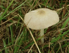 Bolbitius aleuriatus