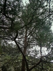 Pinus brutia