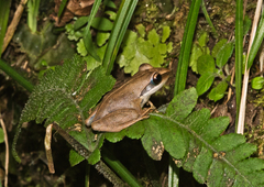 Guibemantis tornieri