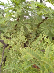 Vachellia erioloba