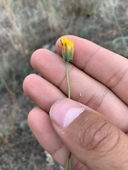 Thelesperma megapotamicum