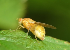 Sapromyzosoma quadricincta