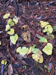 Aristolochia californica