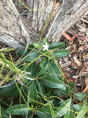 Psychotria coptosperma
