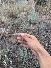 Thelesperma megapotamicum