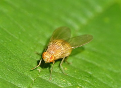 Sapromyzosoma quadricincta