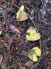 Aristolochia californica