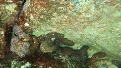 Holothuria sanctori