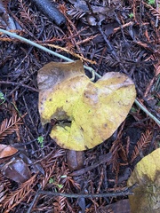 Aristolochia californica