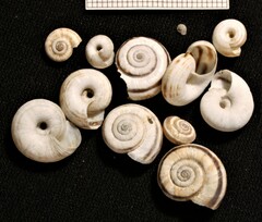 Xerolenta obvia