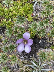 Gentianella cerastioides